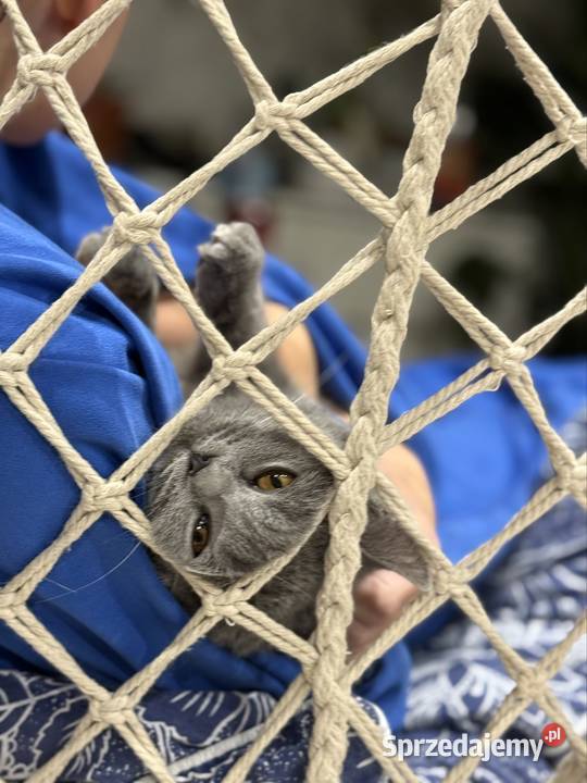 Oddam kocięta szkockie w zamian mazowieckie Warszawa sprzedam