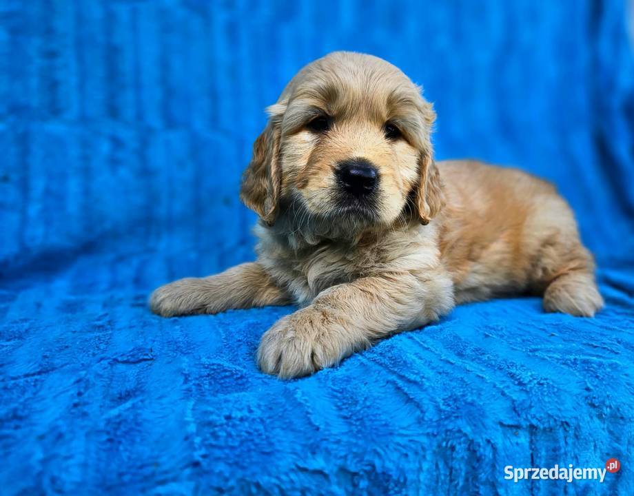 Golden Retriever złoty szczeniak łódzkie Polesie