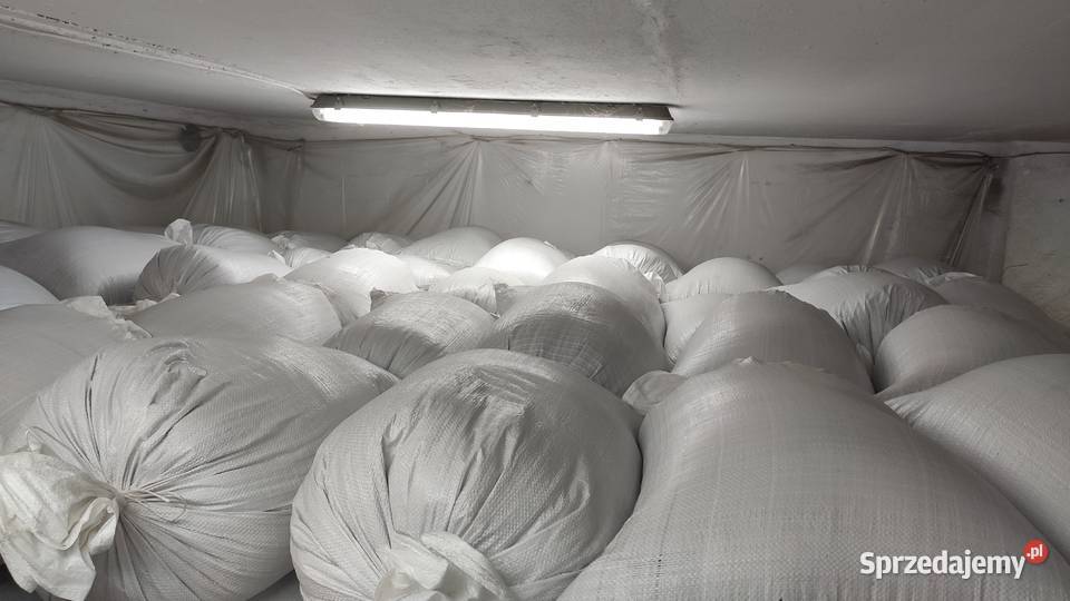 Nasiona kopru koper Produkcja 2025 Pozostałe Gowarzewo sprzedam