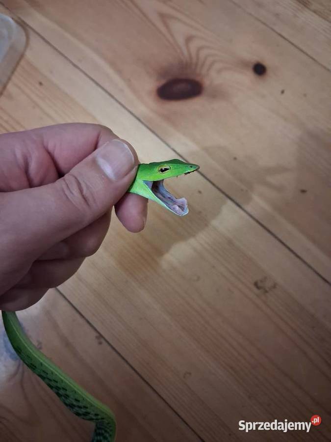 Wąż bicz ahateula nasuta Wrocław sprzedam