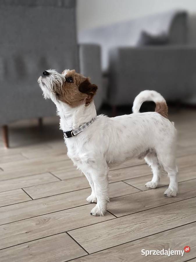 Reproduktor Jack Russell terrier śląskie Częstochowa sprzedam
