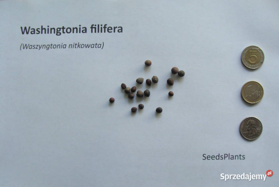 WASZYNGTONIA NITKOWATA Washingtonia filifera
