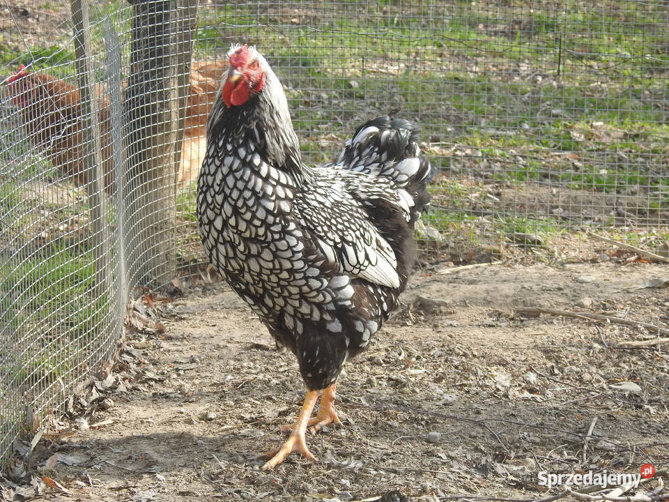 Młode koguty Wyandotte srebrnołuskowana podkarpackie Smarżowa