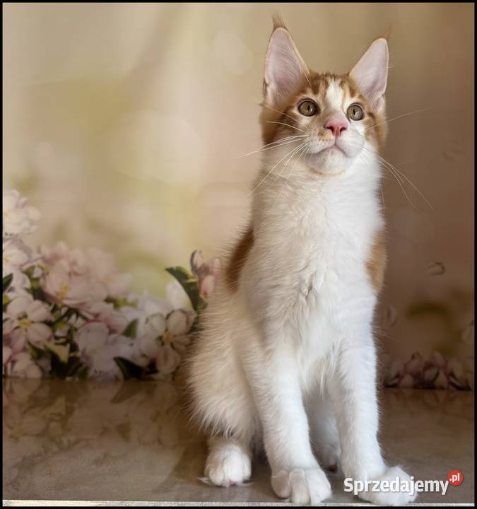 Kocurek Maine Coon Windor Już do odbioru małopolskie