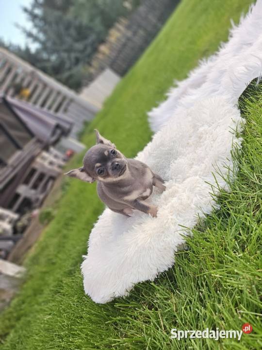 Pieski chihuahua Wrocław
