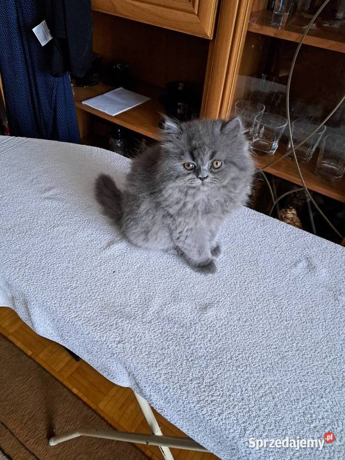 Kotki perskie niebieskie Siedlce sprzedam