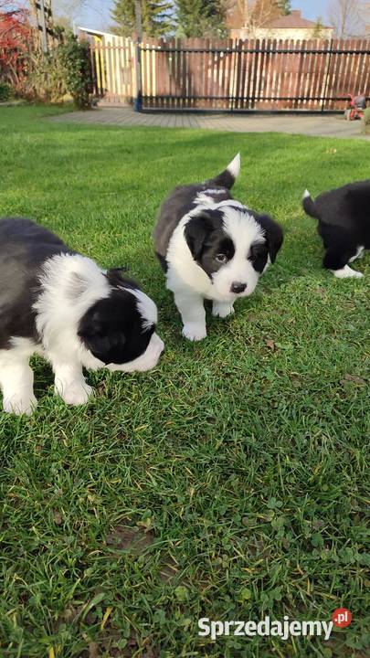 Szczeniaczki Border Collie Krosno