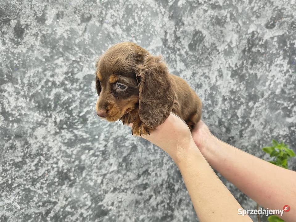 Jamnik długowłosy miniaturowy gold gen kremowy Żychlin