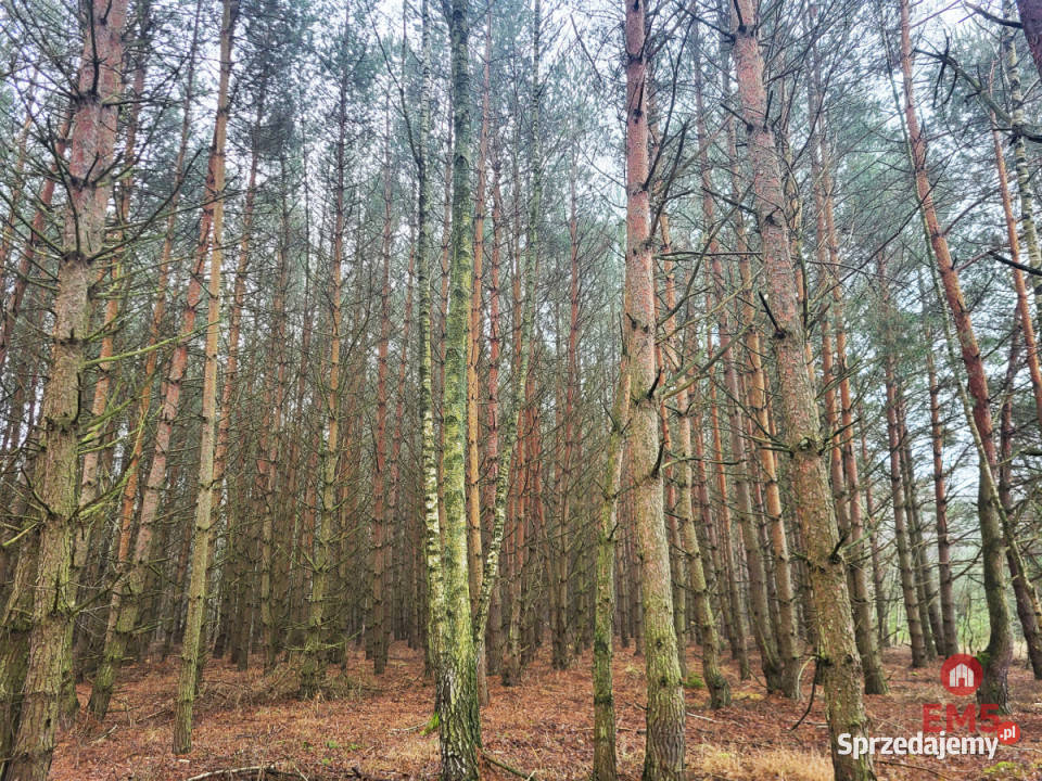 Działka 32000m2 Dubicze Cerkiewne podlaskie