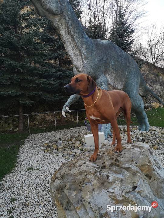 Rhodesian Ridgeback szczenięta Młochów