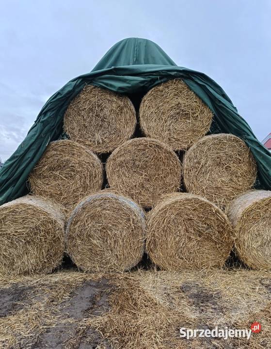 słoma prszenna Radzyń Podlaski