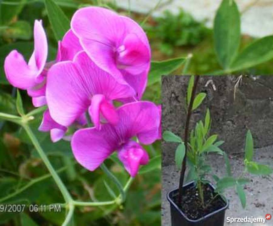 Groszek wieloletni bylina Bydgoszcz