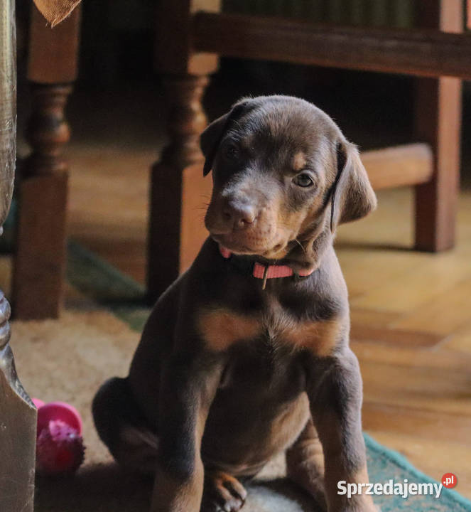 doberman szczeniaki Kraśnik