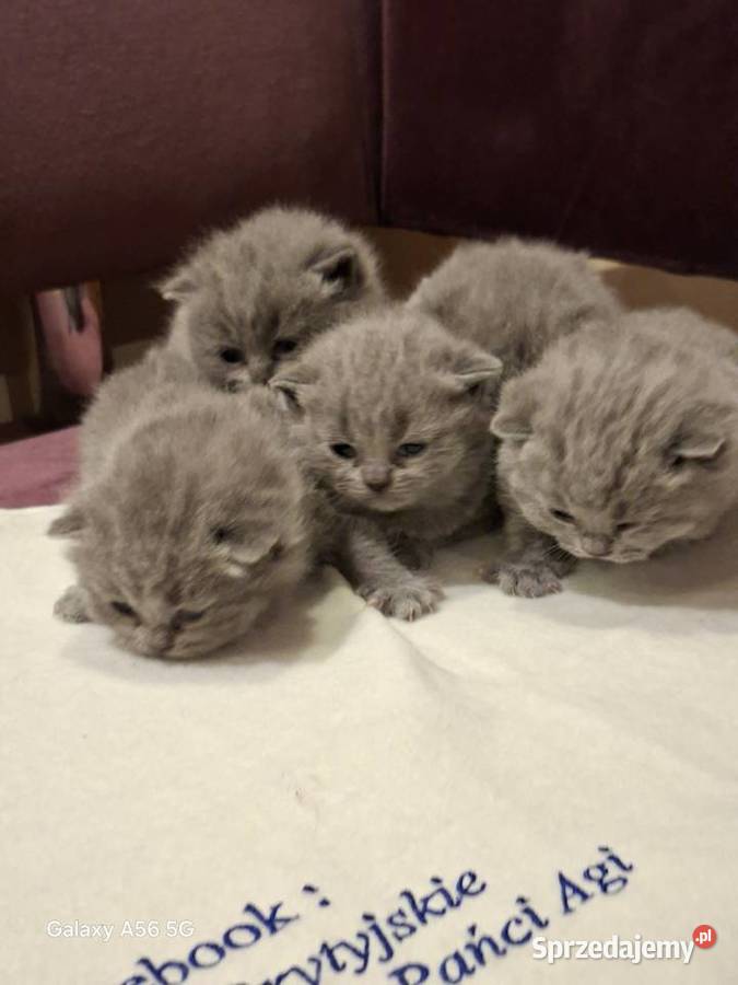 Kotka Brytyjska niebieska krótkowłosa Świebodzin sprzedam
