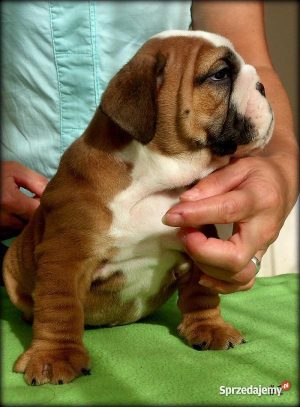 Buldog Angielski szczenięta Kraków ZKwP Rodowód Kraków