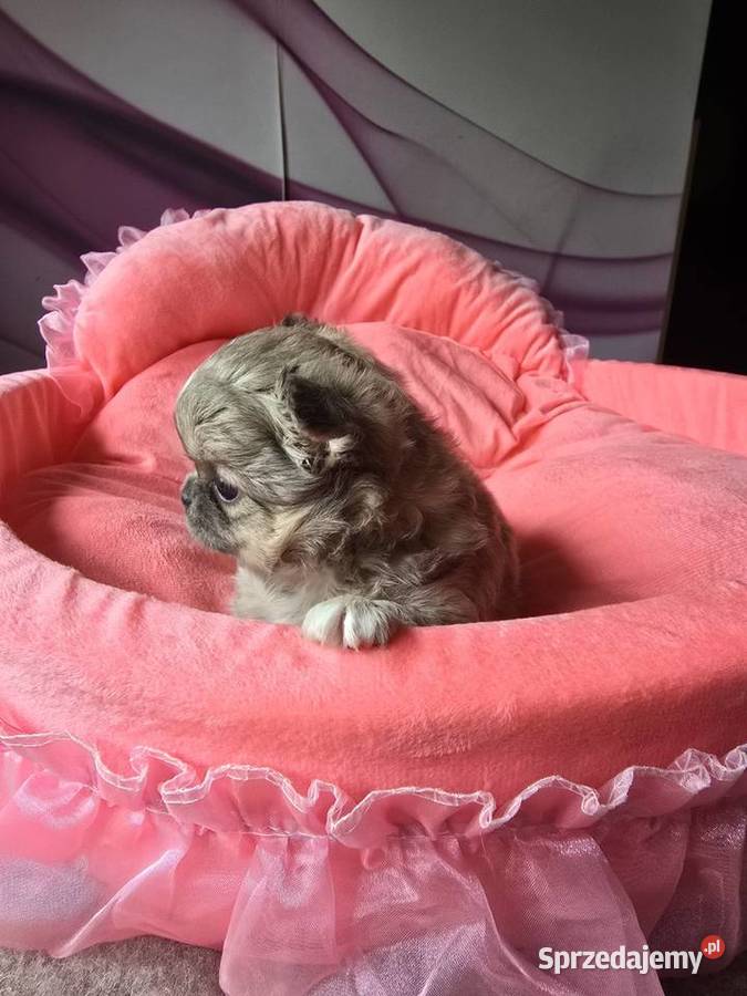 Chihuahua Liliowy Mini Bielsko-Biała sprzedam