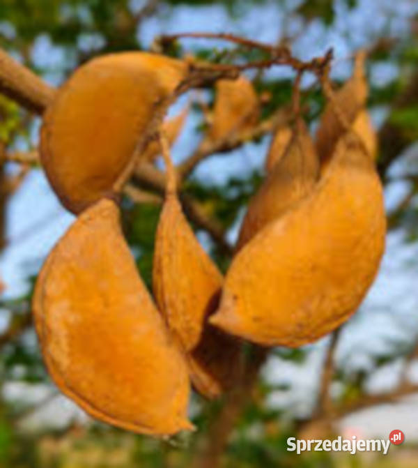 GARDENIA JAŚMINOWATA Pongamia pinnata NASIONA Lubanie