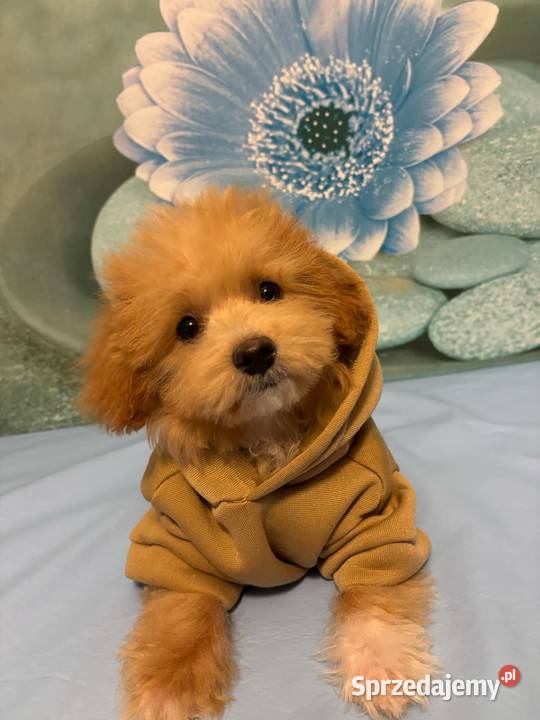 Maltipoo chłopiec f1 Ełk sprzedam