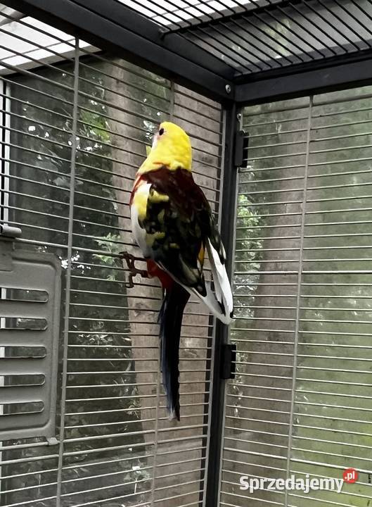 Rozella królewska Żółta Konstantynów Łódzki