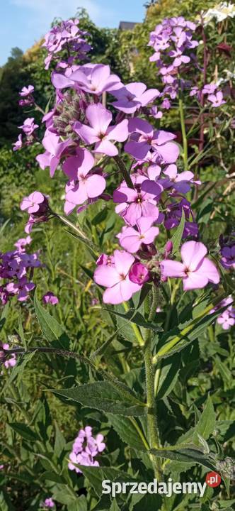 Wieczornik damski bylina do ogrodu pachnie Nowy Sącz