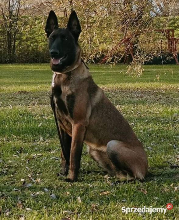 Owczarek belgijski Malinois FCI Nowy Sącz