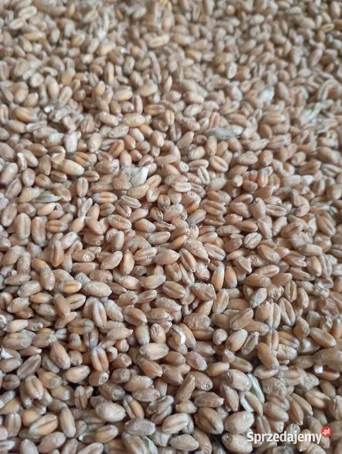 Pszenica patras młynkowana Mała