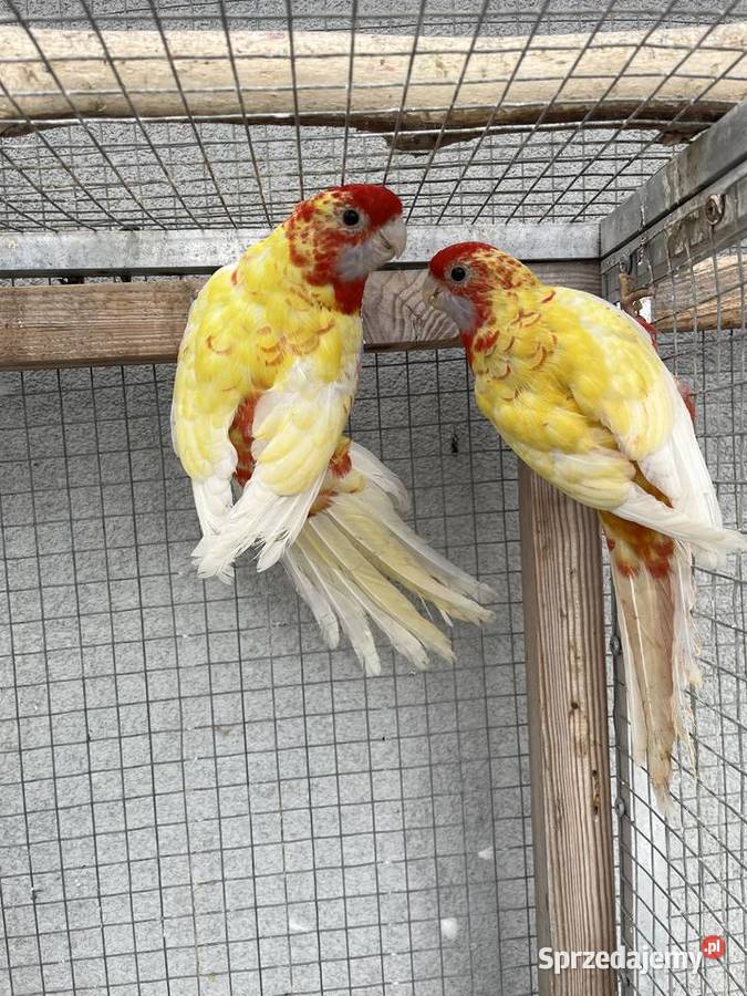 Rozelle królewskie para złotych pasteli