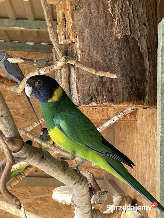 Szukam Bernarda żółtobrzuchego małopolskie Tarnów