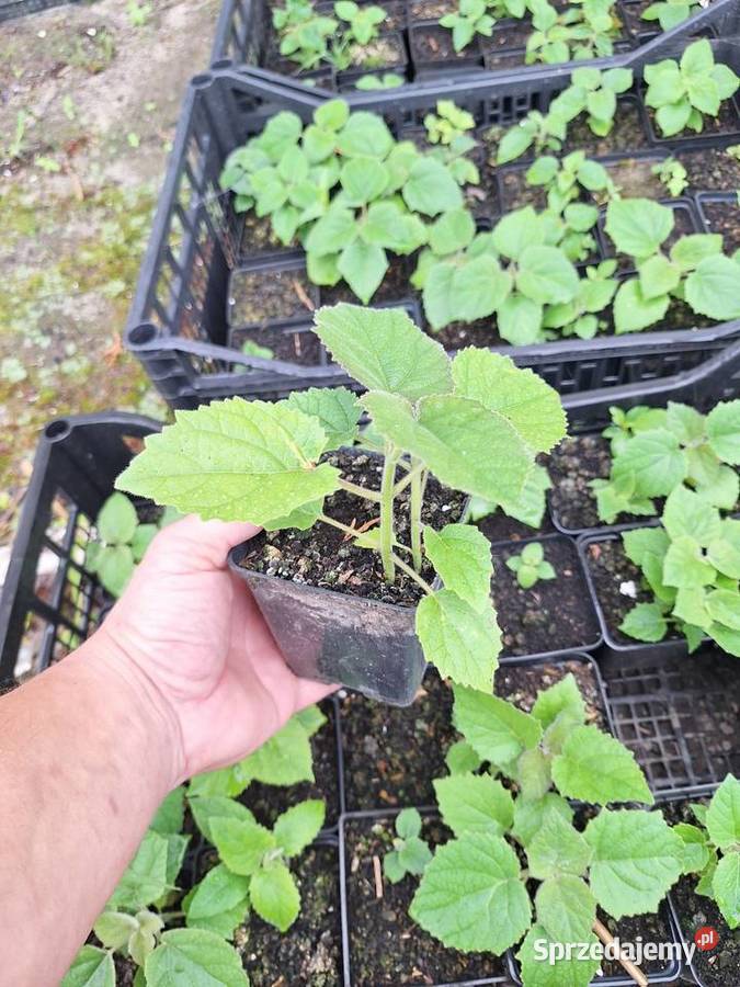 Paulownia Shan Tong w doniczkach p9 I korzeń Dorohucza