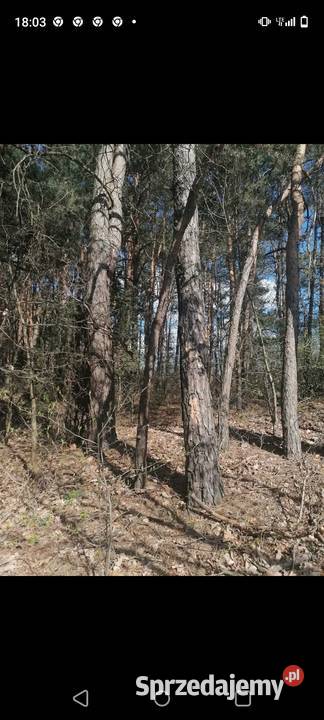 Sprzedam sosny na pniu Radom