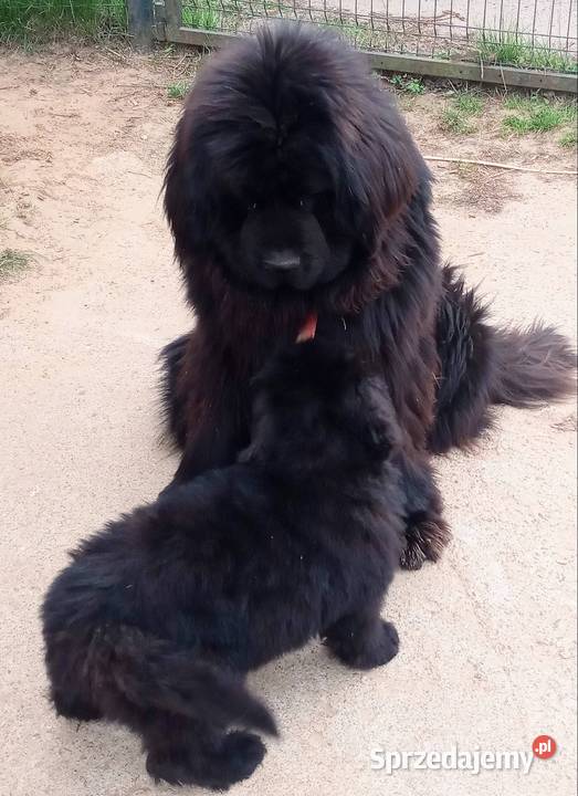 Nowofundland piękne pieski z metrykami ZKwP mazowieckie