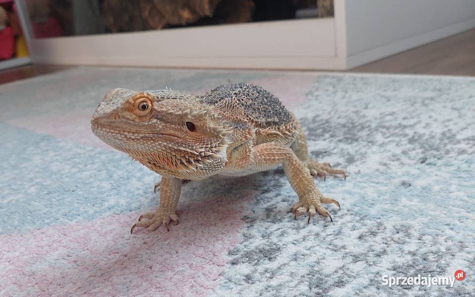 Agama brodata terrarium warmińsko-mazurskie sprzedam