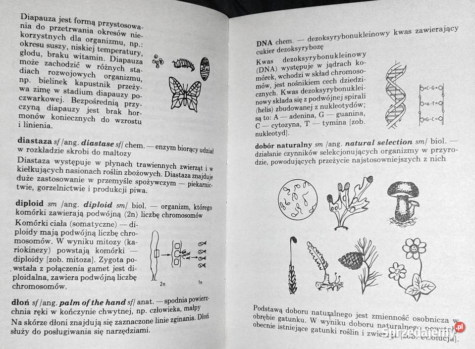ABC biologii Słowniczek ilustrowany Anucjata Kultura i Rozrywka Chełm