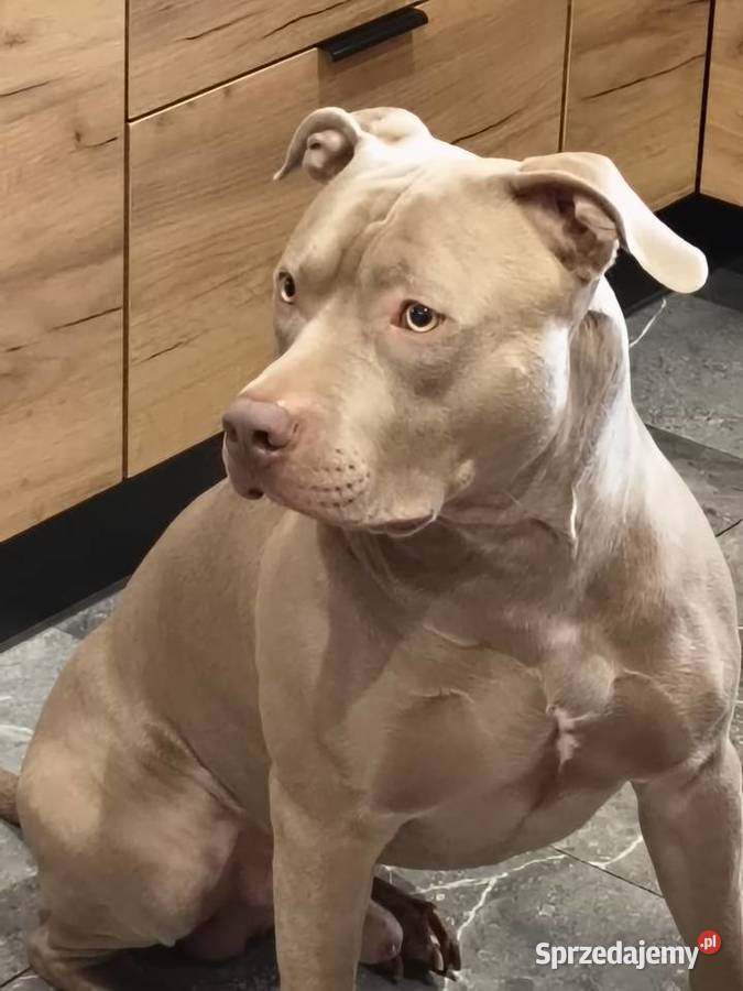 American Bully XL Lilak śliczny Pozostałe Gdańsk