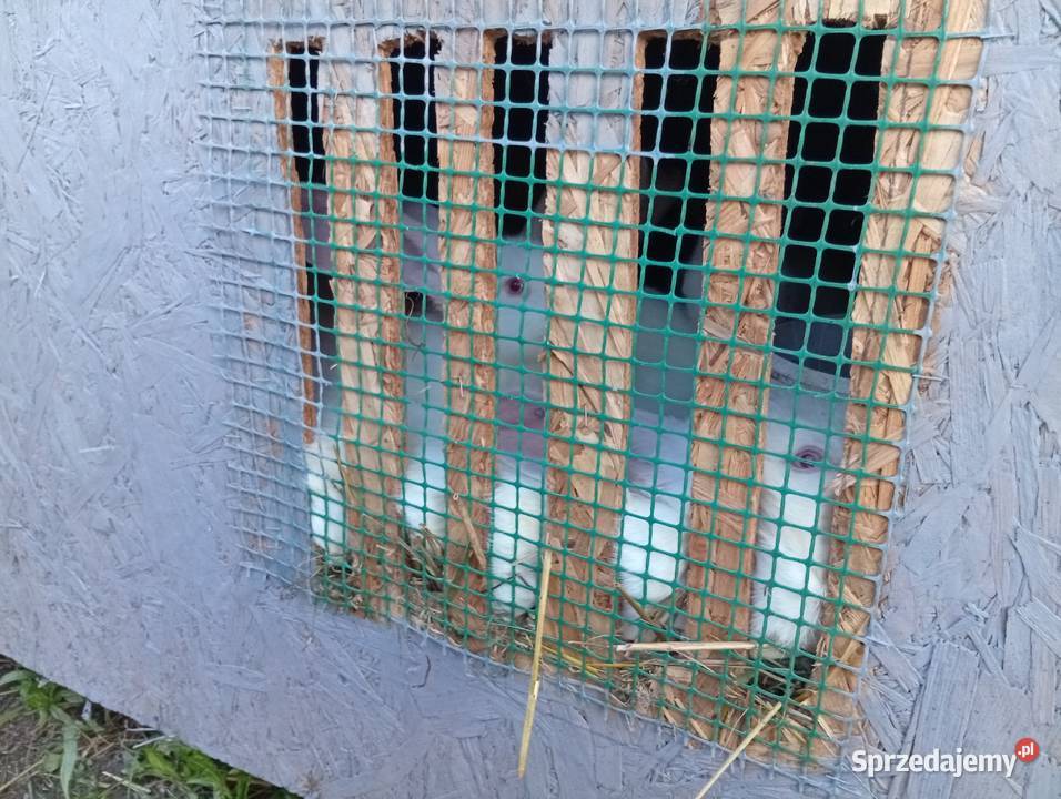 Króliki belgijski biały olbrzym