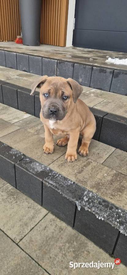 Cane Corso rodowodowe lubelskie Bychawa