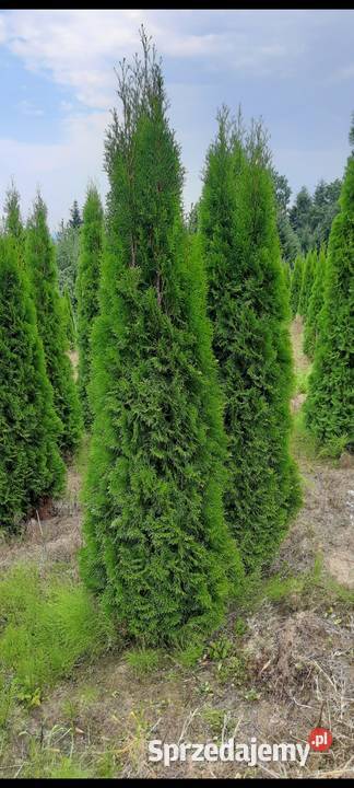 Thuja Szmaragd 140250 Tuja Szmaragd Tuja kopana Grywałd