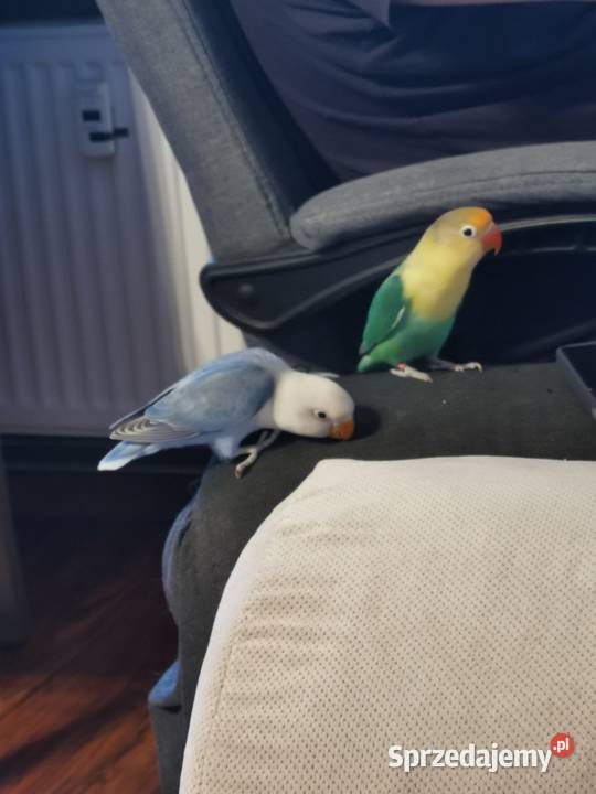 Papużki nierozłączki Fischer zachodniopomorskie Szczecin sprzedam
