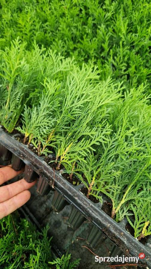 Tuja Danica Sadzonki