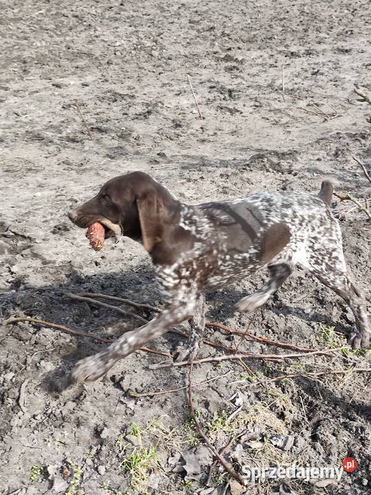 Wyżeł Niemiecki Krótkowłosy
