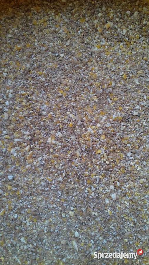 Śruta mieszanka kukurydziana pszeniczna