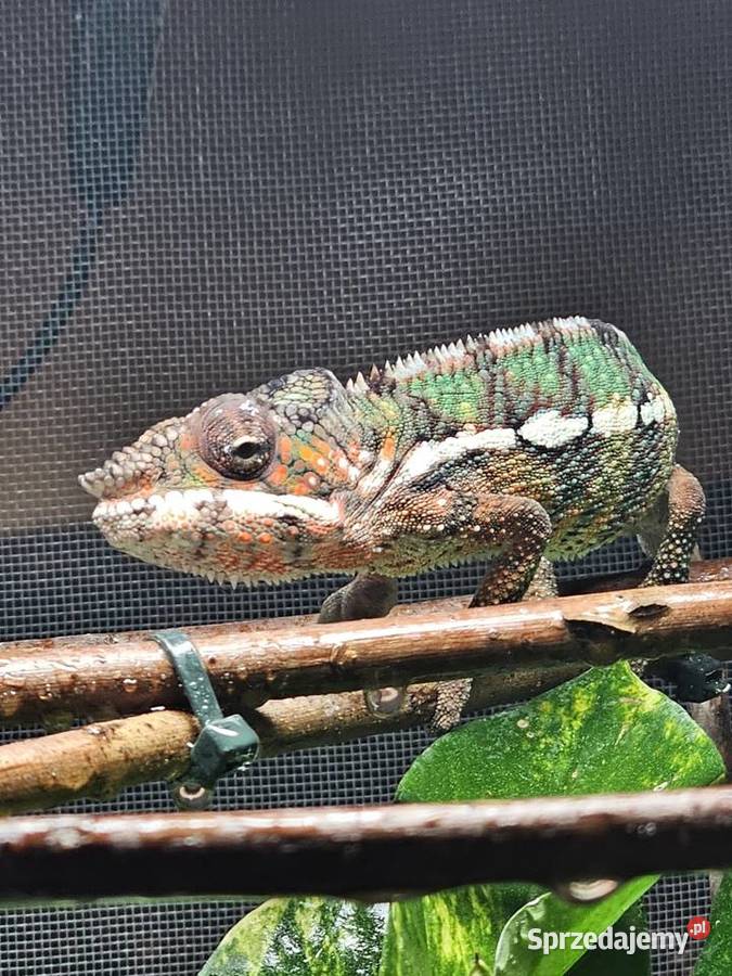 Samiec kameleona lamparciego Ambilobe Gady i płazy Kraków