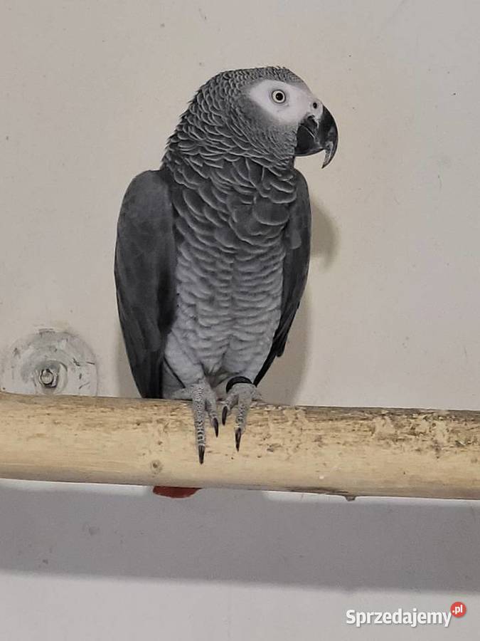 Żako wielkopolskie Kościan