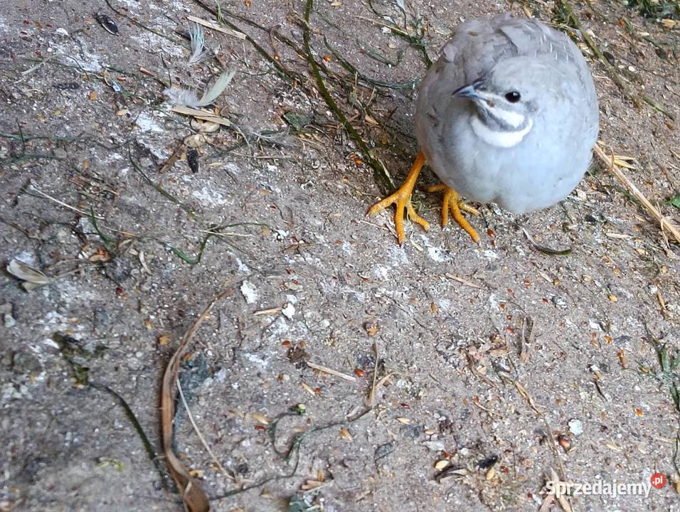 Przepiórki chiński Gęsiniec sprzedam