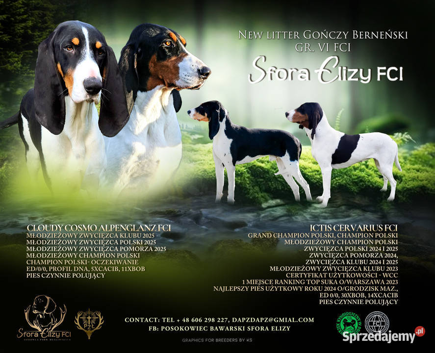 Gończy Berneński w Polsce mazowieckie Żyrardów