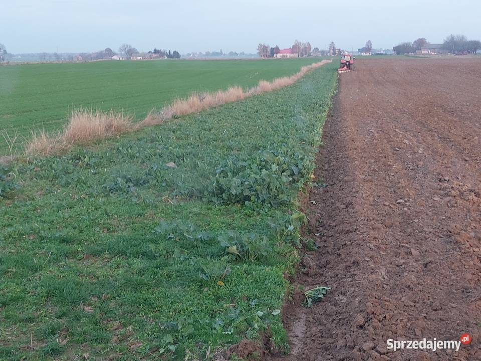 Pług 5 Lecha Puchaczów Łęczna