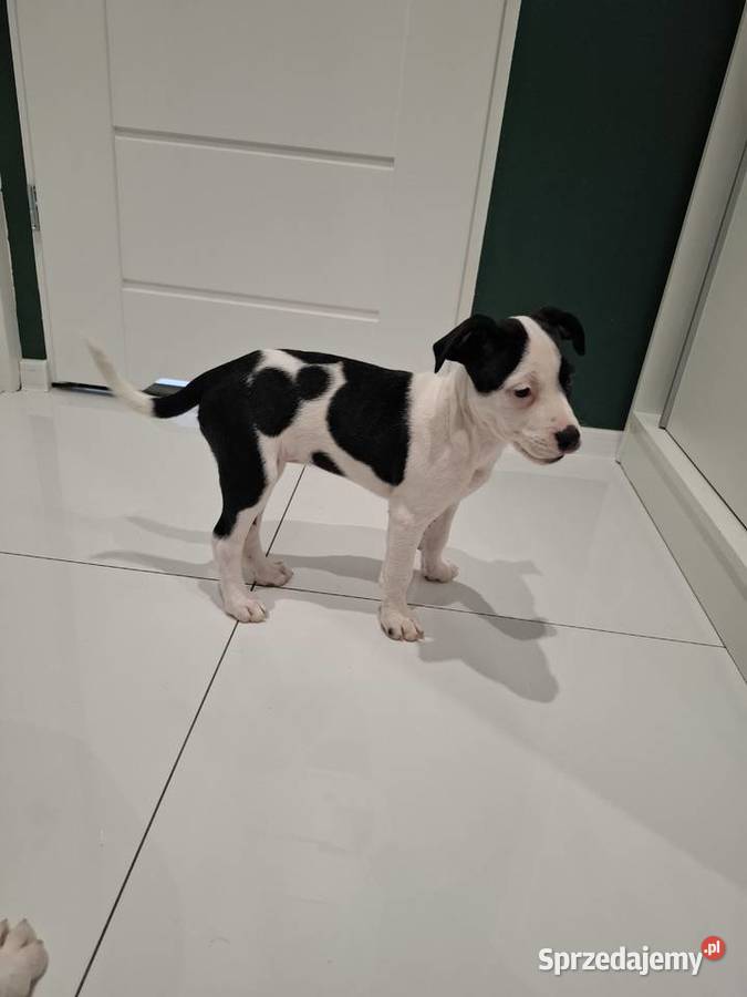 Szczeniaki amstaff Kędzierzyn-Koźle