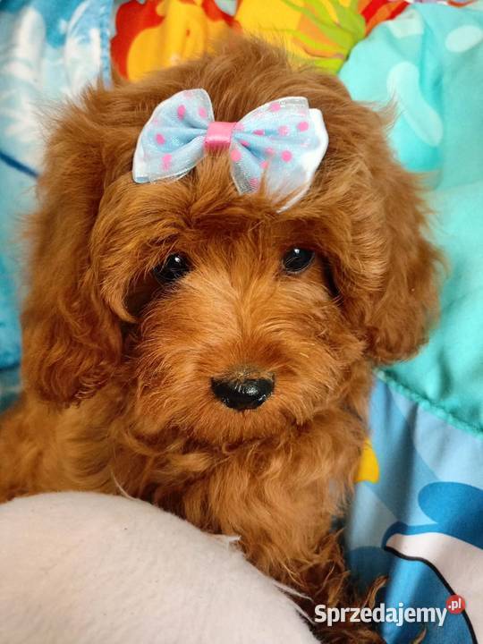 Cavapoo f1b Miechów