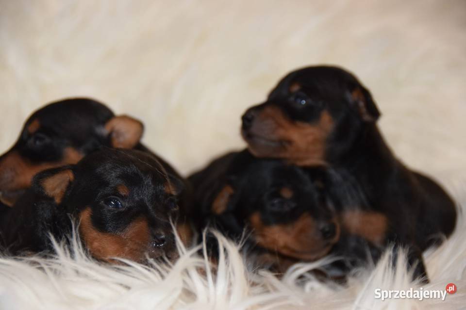 Szczenięta Pinczer Miniaturowy ZKWP fci mazowieckie