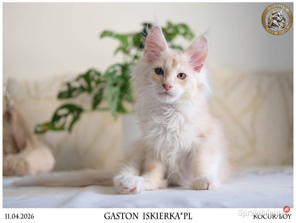 Gaston cudowny przystojniak kocurek maine coon Zwierzęta Warszawa
